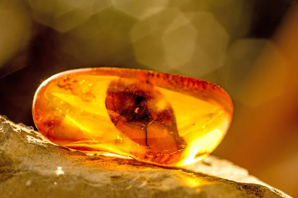 Amber in sun with inclusions — Stock Photo, Image