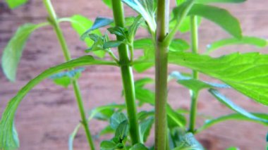 Nane tesisi, Mojito içmek için Mentha nemorosa