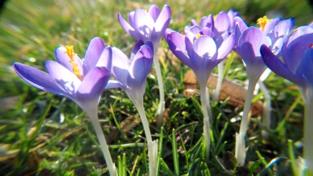 Krokus Vårblomma Tyskland — Stockvideo