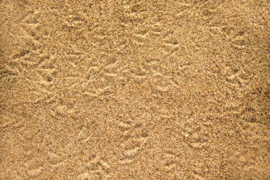 Parça bir plajda kuşların