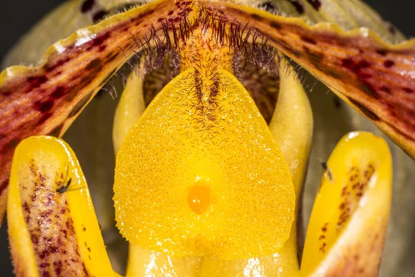 Frauenschuh-Orchidee, Nahaufnahme der Blume — Stockfoto