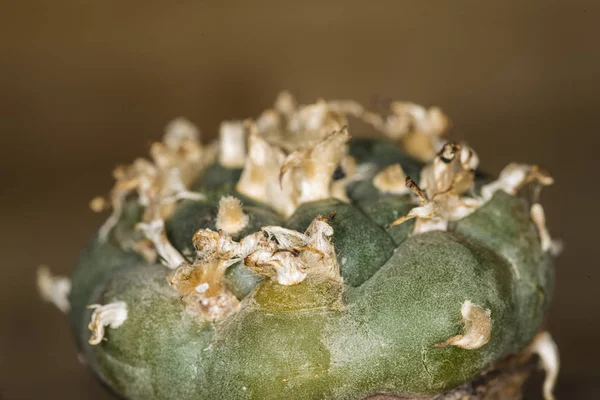 Lophora, peyote, ritual cactus — Stock Photo, Image