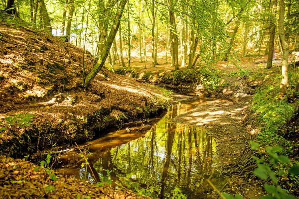 Skov med floden Orzechowa, Polen, Østersøen - Stock-foto