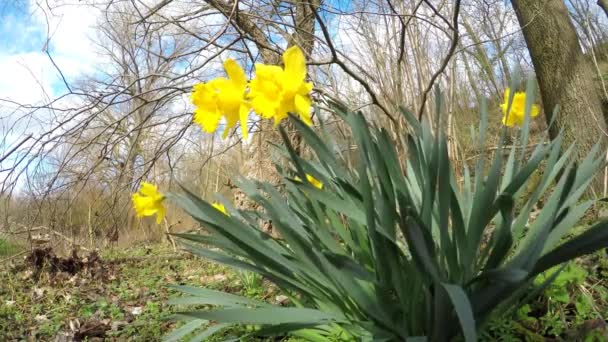 Fleurs Jonquille Printemps Allemagne — Video