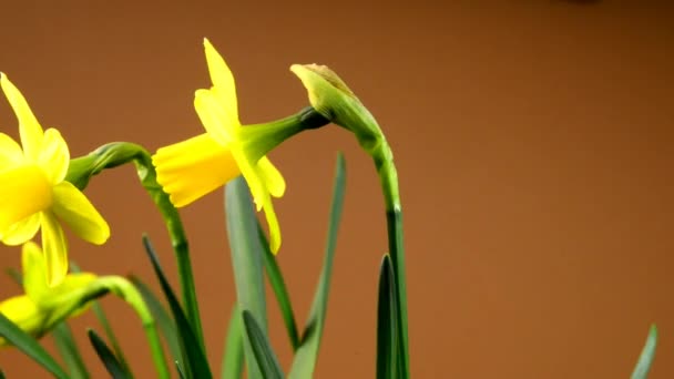 Flores Narciso Primavera Alemania — Vídeo de stock