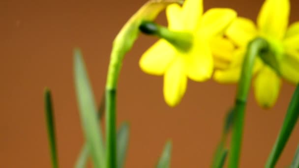 Fiori Narciso Primavera Germania — Video Stock