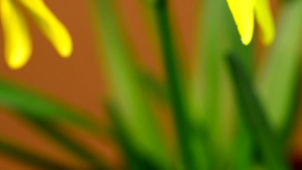Цветы Нарциссов Весной Германии — стоковое видео