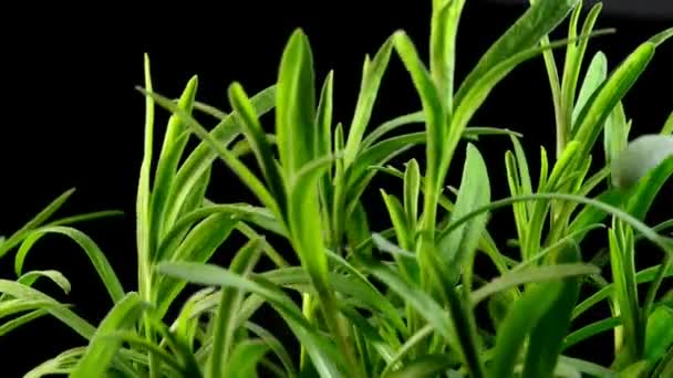 Tarragon Turn Table Young Fresh Shoots — Stock Video