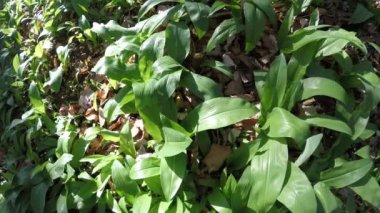 Bahar, sebze ve şifalı ot bir Alman ormandaki yabani sarımsak