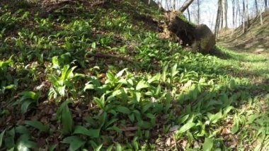 Bahar, sebze ve şifalı ot bir Alman ormandaki yabani sarımsak