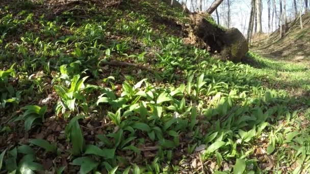 Wilde Knoflook Lente Plantaardige Geneeskrachtige Kruid Een Duitse Forest — Stockvideo