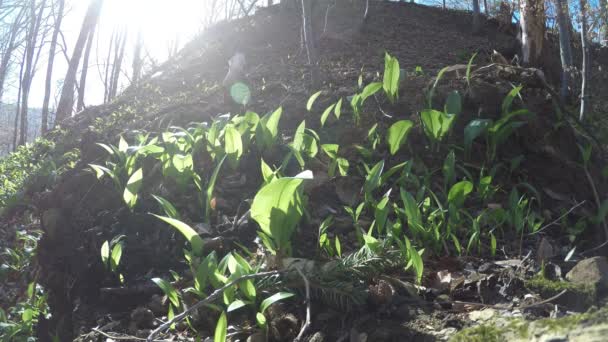 Bärlauch Frühling Gemüse Und Heilkraut Deutschen Wald — Stockvideo