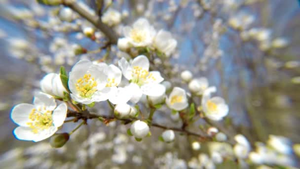 Körsbärsblomma Våren Tyskland — Stockvideo