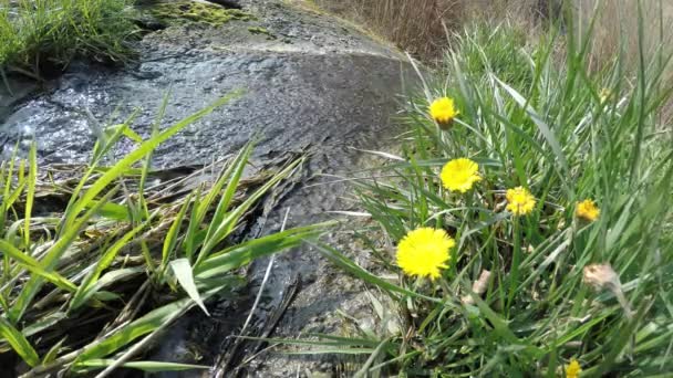 Podbiału Zioło Lecznicze Kwiat Wiosnę Niemczech Mały Wodospad — Wideo stockowe