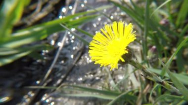 Coltsfoot, şifalı bitki, Almanya'da bir küçük şelale, Bahar çiçek