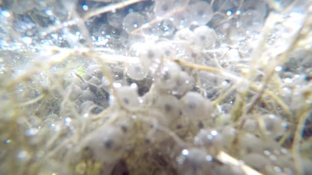 在德国春天的池塘里生成 水下视野 特写镜头 — 图库视频影像