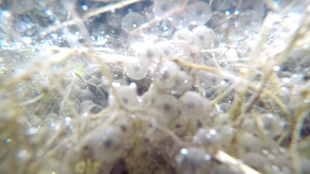 Spawn Underwater View Closeup Pond Spring Germany — Stock Video