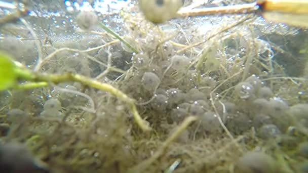 スポーン 水中ビュー ドイツの春の池のクローズ アップ — ストック動画