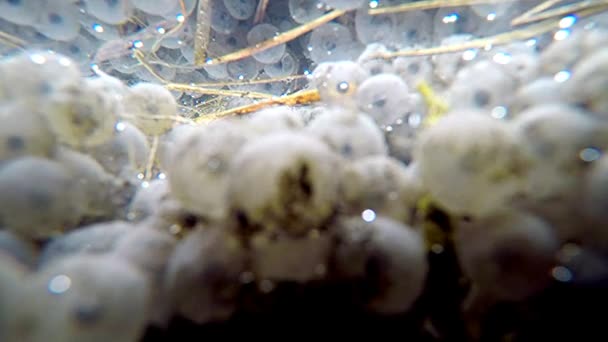 Spawn Underwater View Closeup Pond Spring Germany — Stock Video