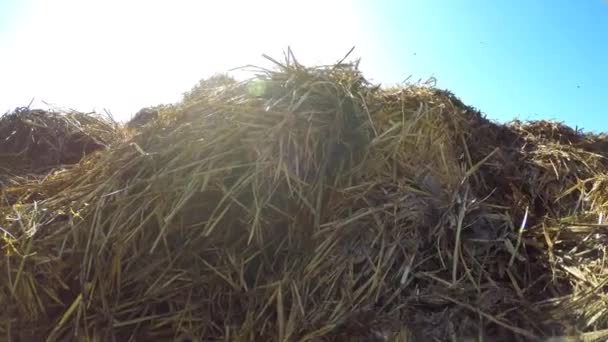 Mest Heuvel Een Veld — Stockvideo