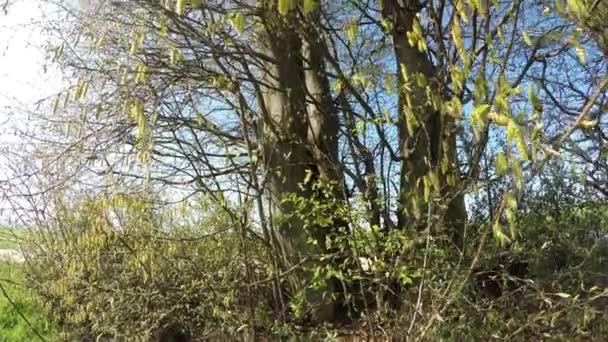 Orzechów Laskowych Kwitnąć Wiosną Błękitnego Nieba — Wideo stockowe