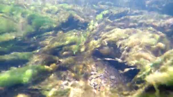 Plan sous-marin d'un petit ruisseau pollué  