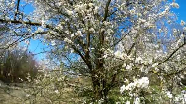 Wild Cherry Blossom Våren Tyskland — Stockvideo