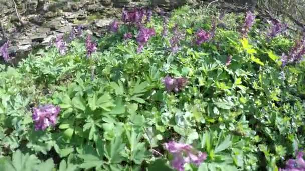 Corydalis Flor Primavera Bosque Alemán — Vídeo de stock