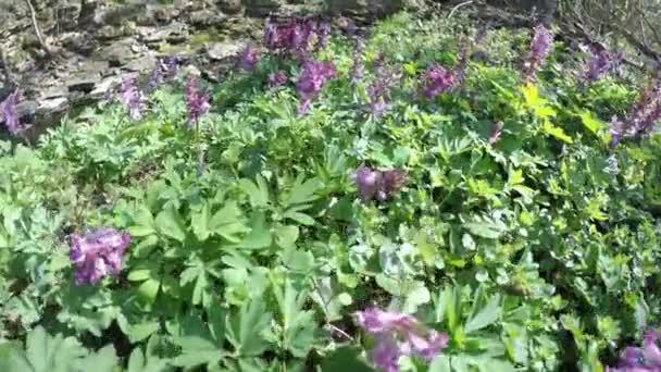 Corydalis Fiore Primaverile Nella Foresta Tedesca — Video Stock