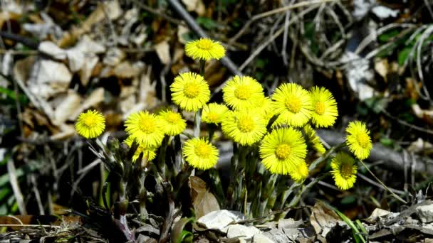 Coltsfoot Hierba Medicinal Flor Primavera Alemania — Vídeo de stock