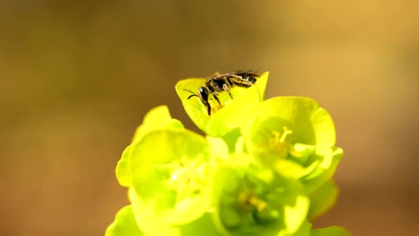 Hoverfly Flor Spurge Primavera Alemanha — Vídeo de Stock