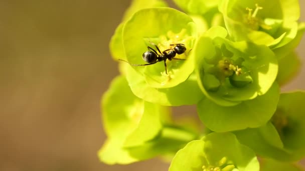 Formiga Madeira Flor Spurge Primavera Alemanha — Vídeo de Stock