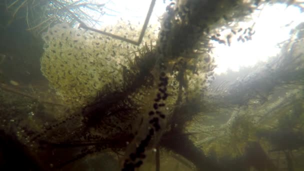 Desove Vista Submarina Huevos Sapo Huevos Rana Agua — Vídeos de Stock