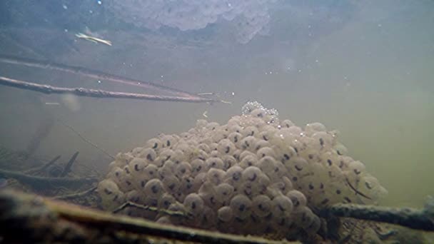 Spawn Underwater View Water Frog Eggs — Stock Video