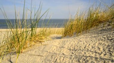 Arka planda plaj çim, rüzgar ve Baltık denizi ile Baltık Denizi Plajı