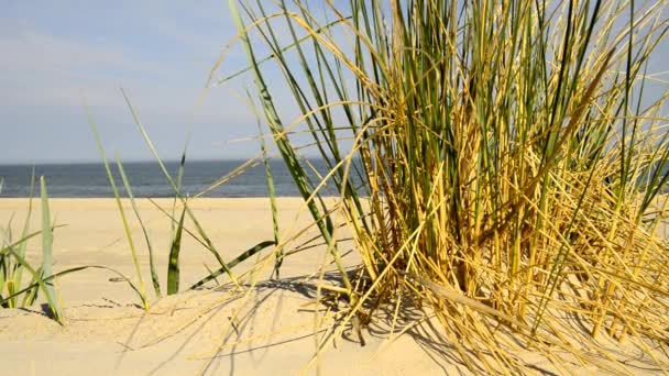 Pláže Baltského Moře Beach Grass — Stock video