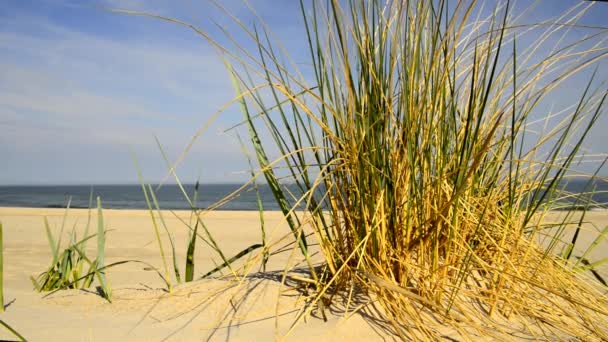 Pláž Baltského Moře Plážovou Travou Větrem Baltským Mořem Pozadí — Stock video