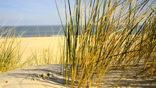 Ostseestrand Mit Strandgras Wind Und Ostsee Hintergrund — Stockvideo