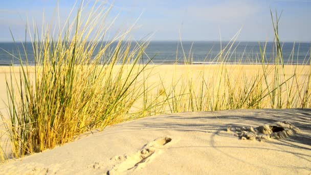 Strand Östersjön Med Strandgräs Vind Och Östersjön Bakgrunden — Stockvideo