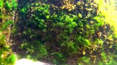 Yosun ve kayalar ile Baltık Denizi sualtı dünyası