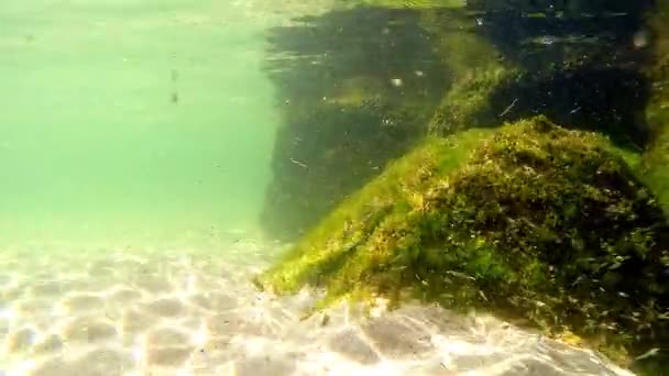 Swarm Young Sea Lampreys Baltic Sea — Stock Video