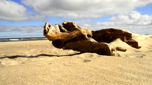 Driftwood Beach Baltic Sea Strong Surf — Stock Video