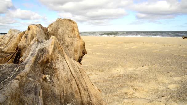 Bois Flotté Sur Une Plage Mer Baltique Avec Des Vagues — Video