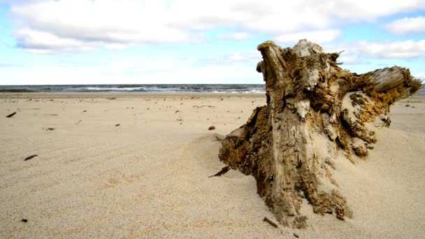 Bois Flotté Sur Une Plage Mer Baltique Avec Des Vagues — Video