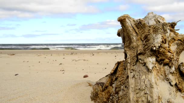 Bois Flotté Sur Une Plage Mer Baltique Avec Des Vagues — Video