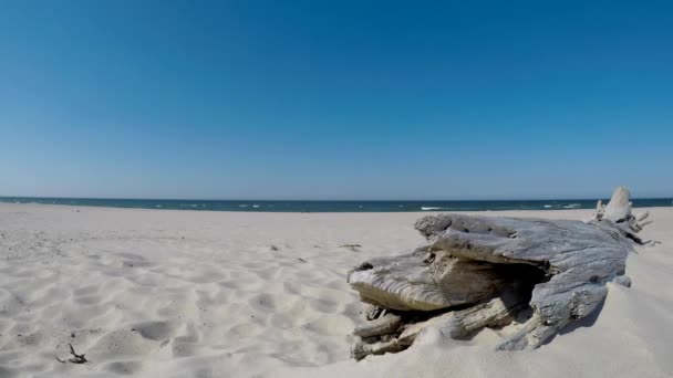 在波罗的海海滩的浮木与强烈的海浪 — 图库视频影像