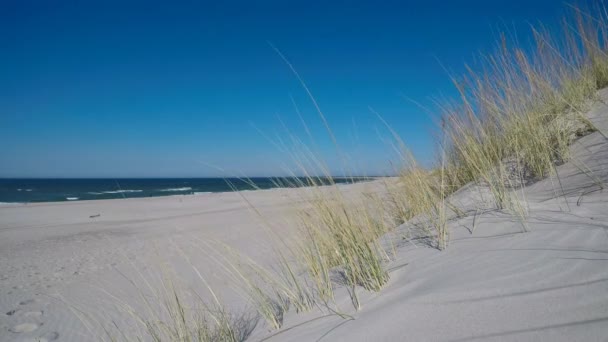 Praia Mar Báltico Com Grama Praia — Vídeo de Stock