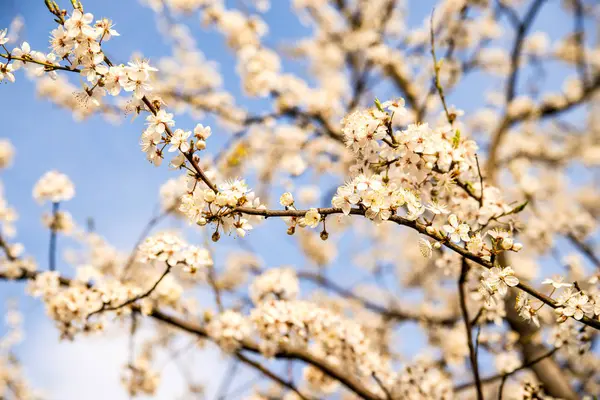 Mirabelle selvatiche fioriscono in primavera — Foto Stock