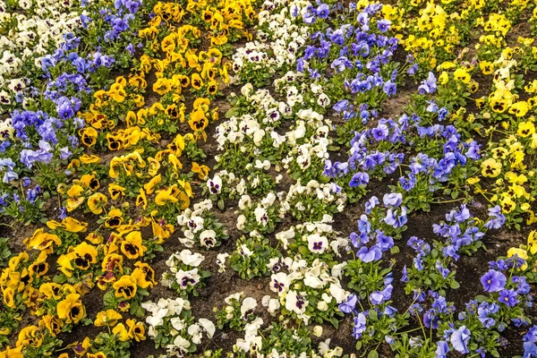Pansy flowers in a city in spring — Stock Photo, Image