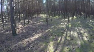 Polonya'da Baltık denizi kıyılarına yakın bir İskoç çam ormanı ile yürüyüş